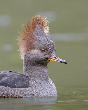 Hooded Merganser
