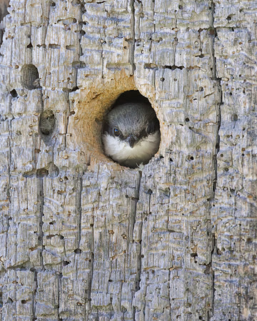 Pygmy Nuthatch, at nest