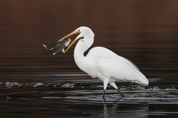 Great Egret