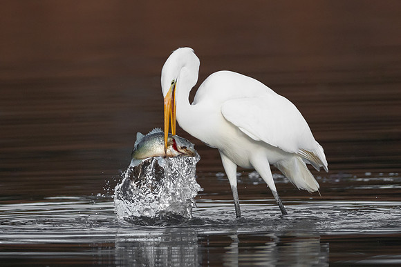 Great Egret, catching fish