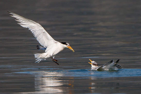 Elegant Terns, parent feeding juvenile