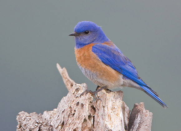 Western Bluebird