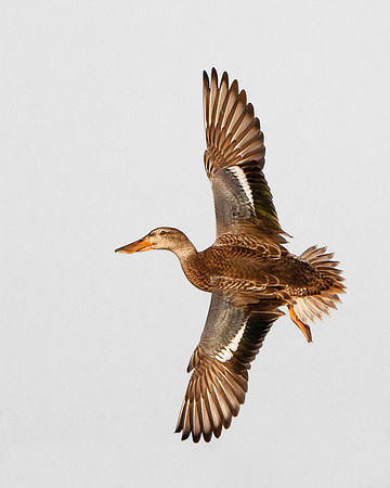 Northern Shoveler, female