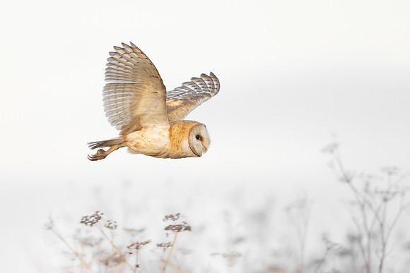 Barn Owl