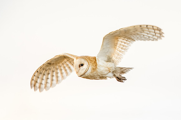 Barn Owl
