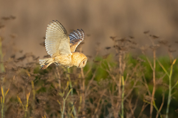 Barn Owl