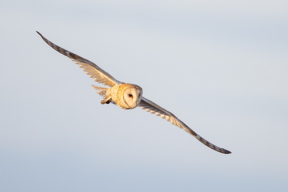 Barn Owl