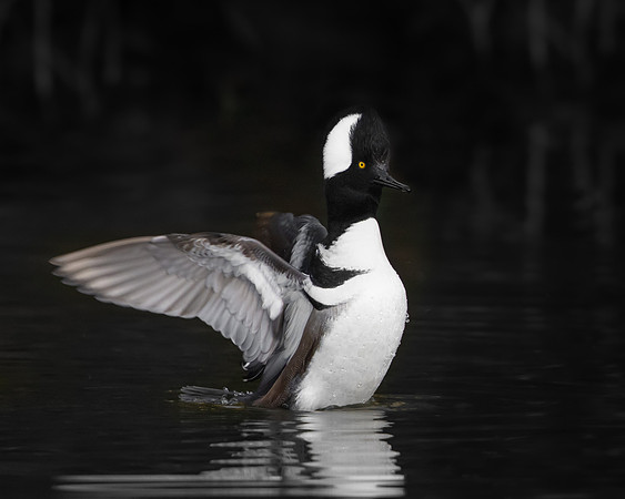 Hooded Merganser