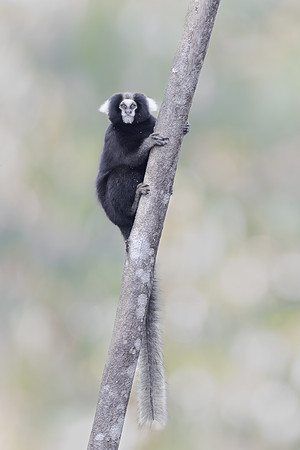 Buffy-tufted Marmoset