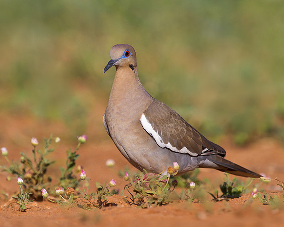 White-winged Dove