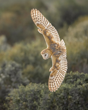Barn Owl