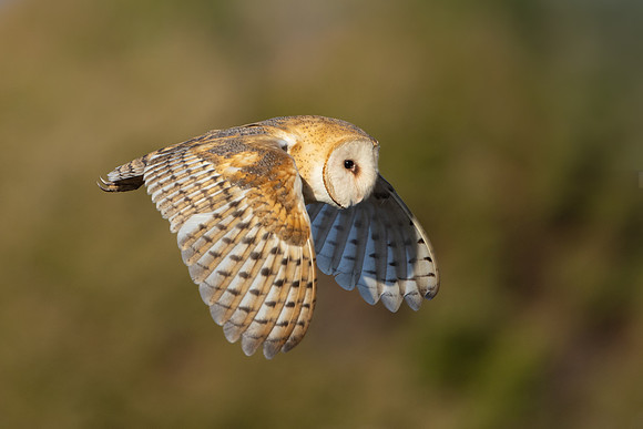 Barn Owl