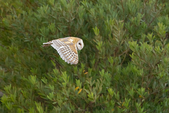 Barn Owl