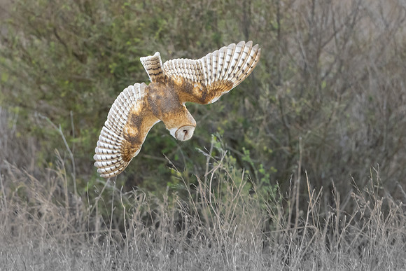 Barn Owl, diving for prey
