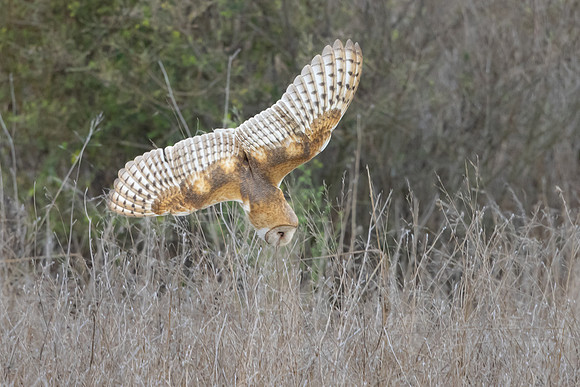 Barn Owl, diving for prey