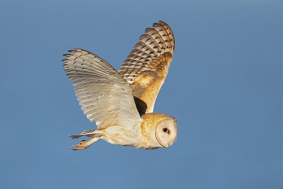Barn Owl