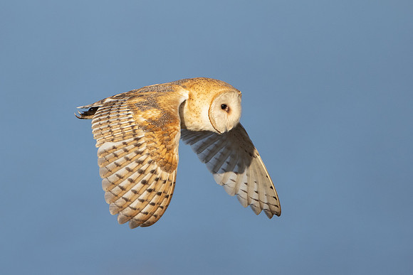 Barn Owl