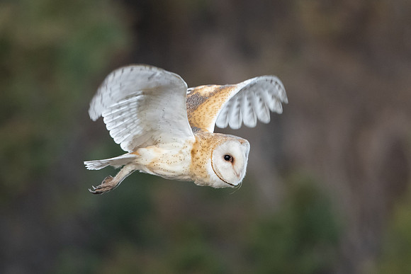 Barn Owl