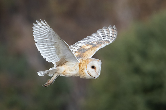 Barn Owl