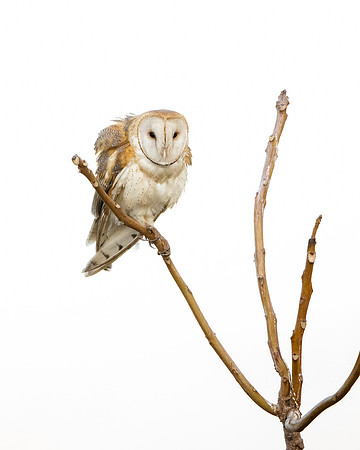 Barn Owl