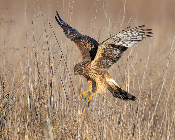 Northern Harrier