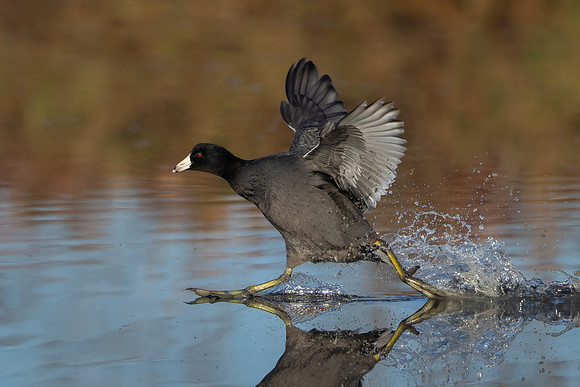 American Coot