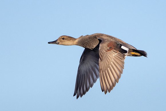 Gadwall