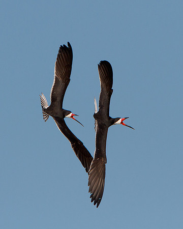 Black Skimmers