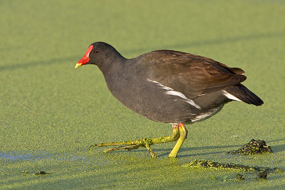 Common Gallinule