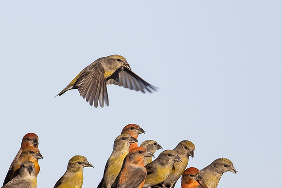 Red Crossbill