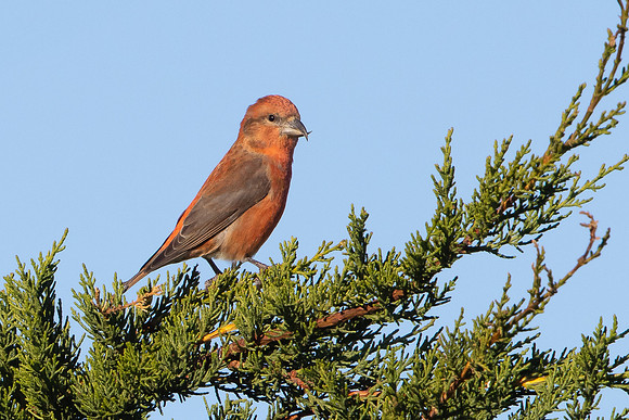 Red Crossbill