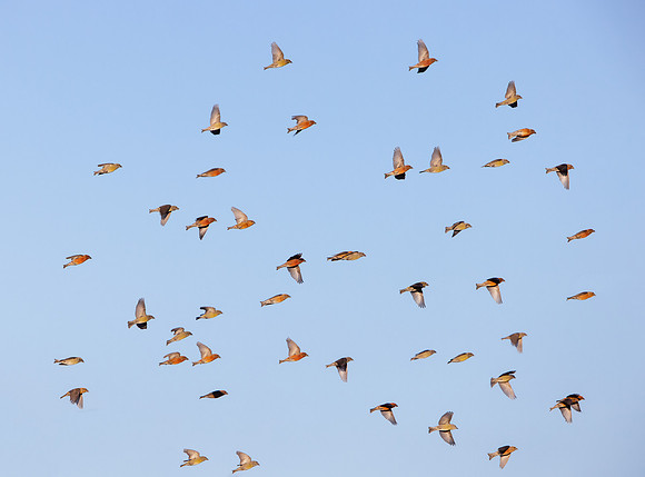 Red Crossbill