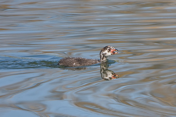Pied-billed Grebe, chick