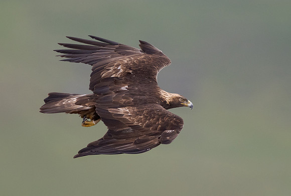 Golden Eagle