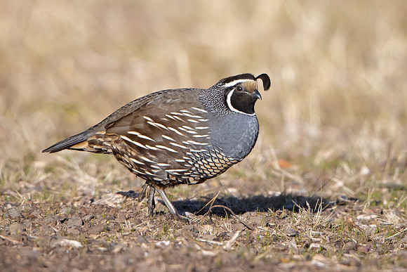 California Quail