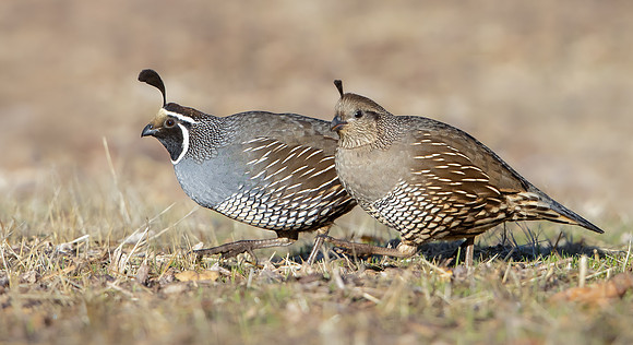 California Quail, male & female