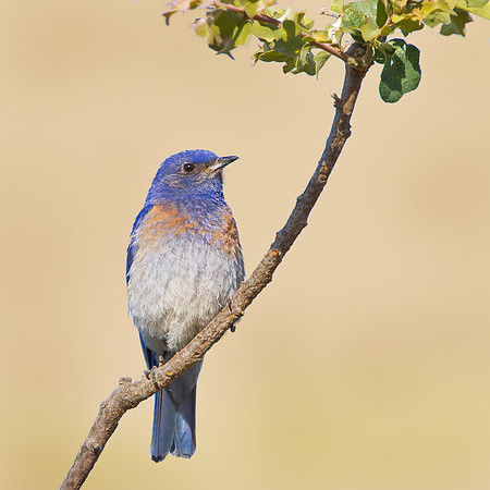 Western Bluebird