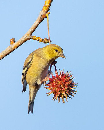 American Goldfinch