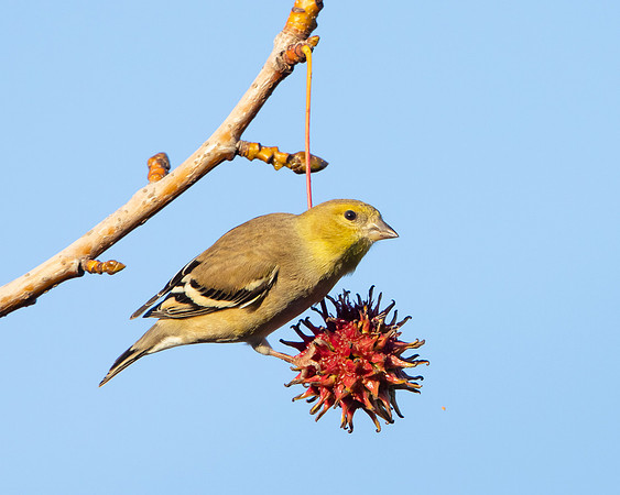 American Goldfinch