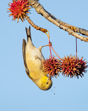American Goldfinch