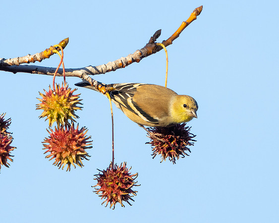 American Goldfinch