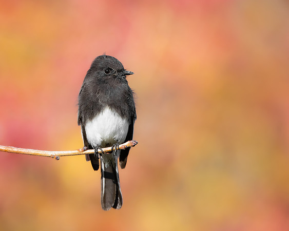 Black Phoebe