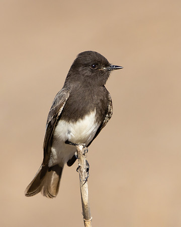 Black Phoebe