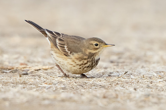 American Pipit