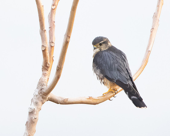 Merlin