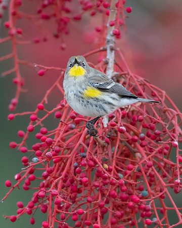 Yellow-rumped Warbler