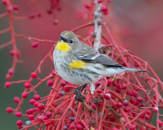 Yellow-rumped Warbler