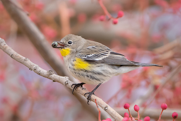 Yellow-rumped Warbler