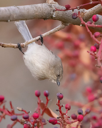 Bushtit