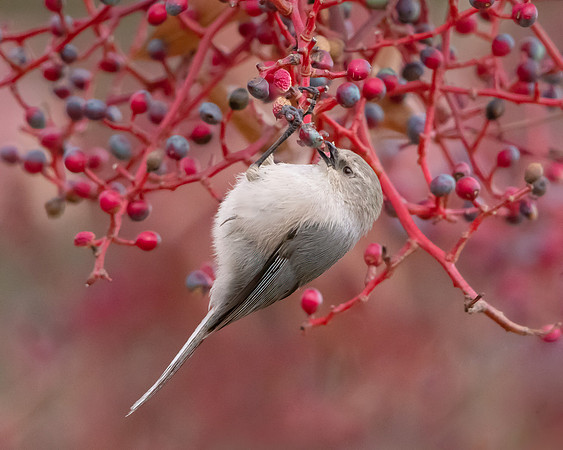 Bushtit